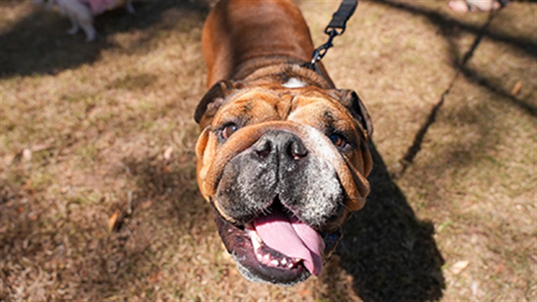 Desexing rebate for dogs doubled in June.